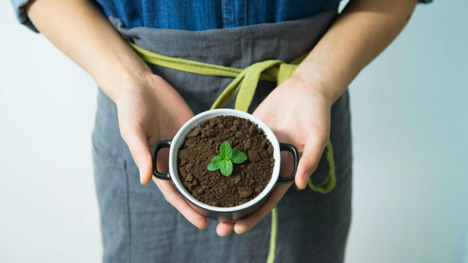 Close-up of hands holding a pot with soil and a young mint plant in growth.